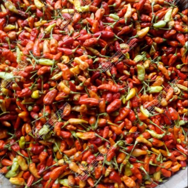 

Cabe merah setan