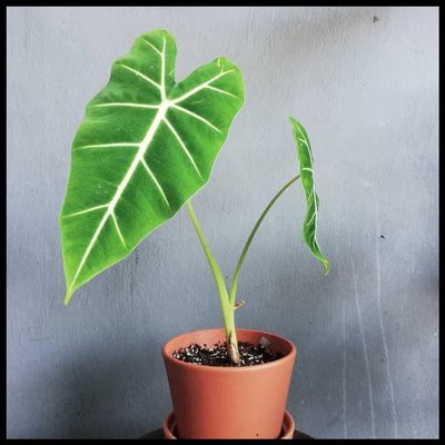 Tanaman Hias Daun Alocasia Neon (Usia Remaja) - taman