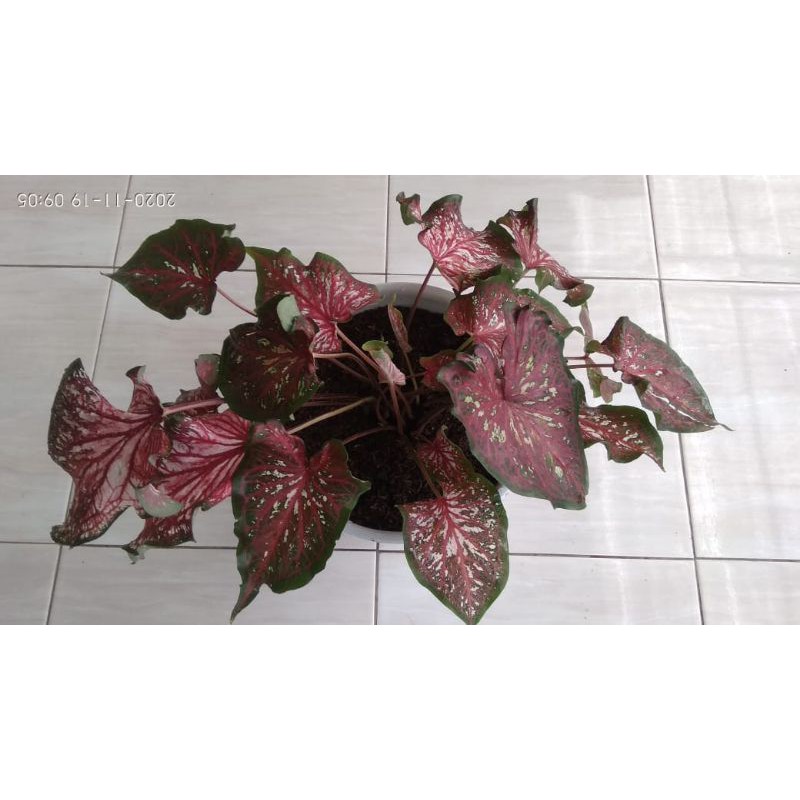 caladium lance whorton anakan remaja