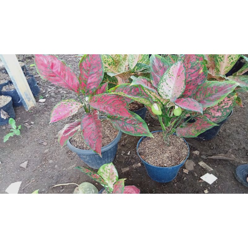 aglonema red king jumbo indukan