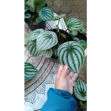 Peperomia watermelon daun besar difoto