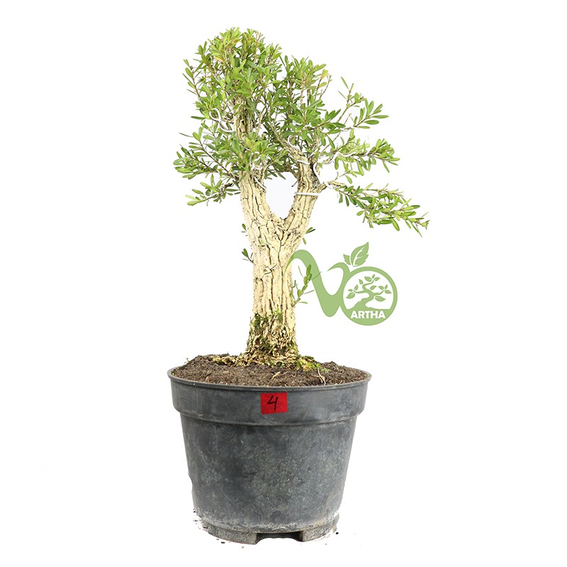 Bonsai Buxus - Mame 04
