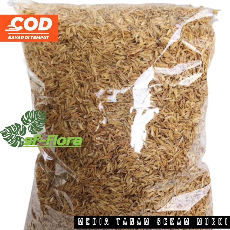 media tanam sekam fermentasi untuk aglonema philodendron media tanam sekam/ fermentasi