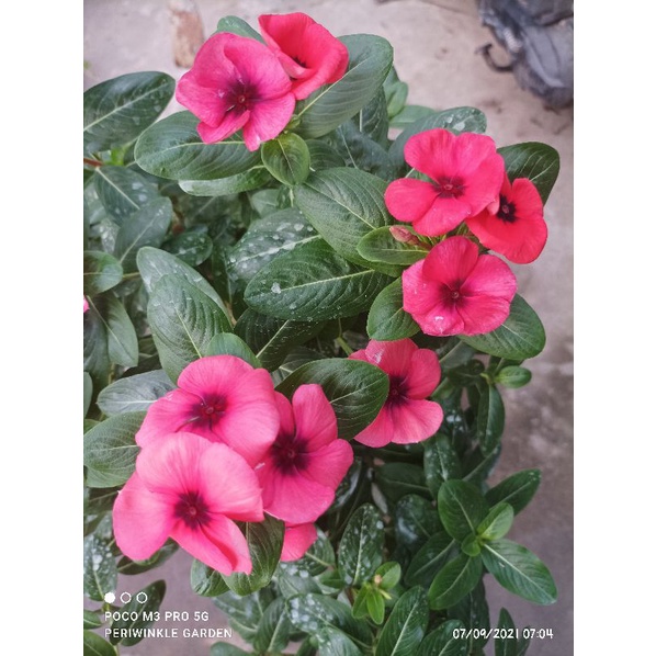 BENIH FRESH BUNGA CANTIK VINCA/TAPAK DARA JUNTAI/GANTUNG TATTO PAPAYA