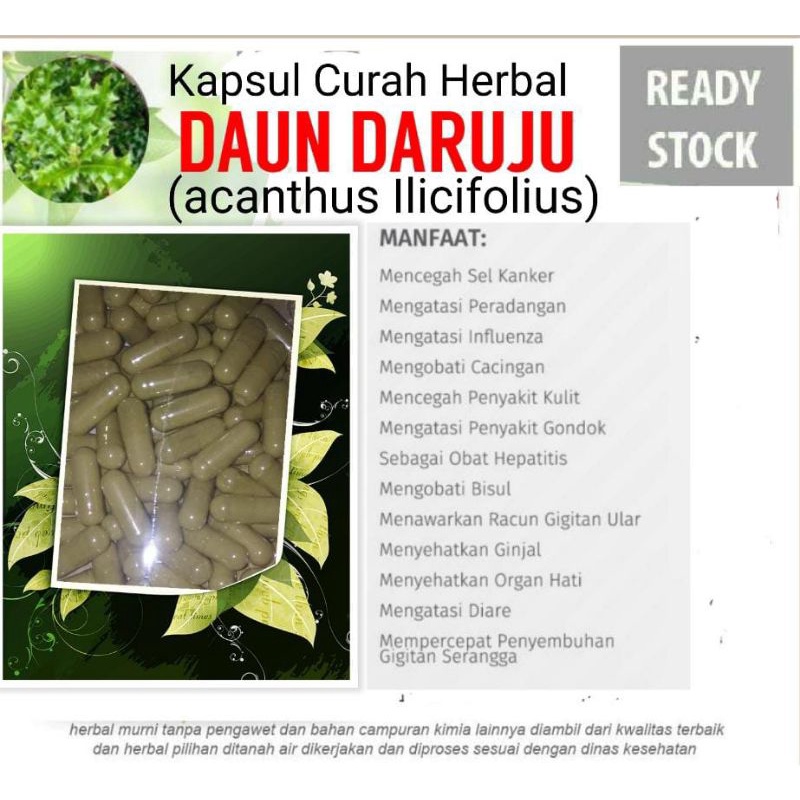 Jual Daun Daruju Kapsul Curah Herbal Hepatitis Peradangan Gondok Ginjal Shopee Indonesia