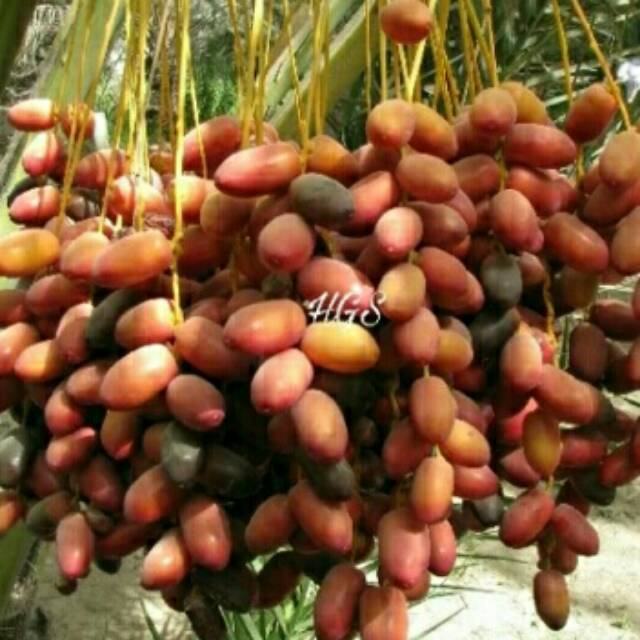 Bibit Tanaman Buah Kurma Deglet Noor