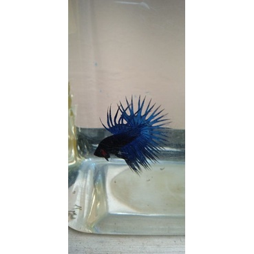 ikan cupang serit crowntail