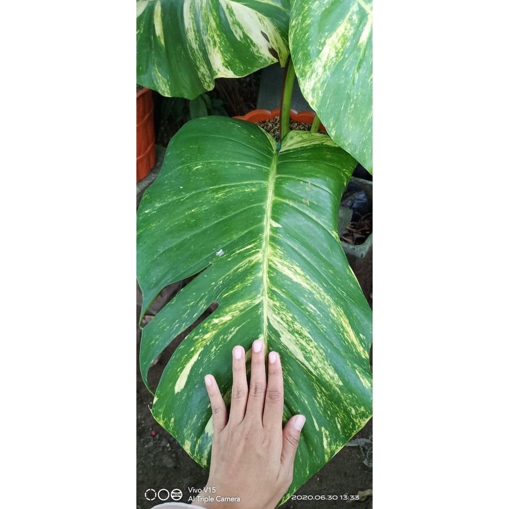 Philodendron Monstera Epipremnum Aureum Sirih Gading Monstera Raisa Shopee Indonesia