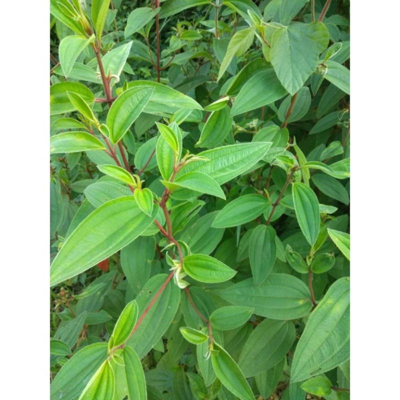 

DAUN SENGGANI/HARENDONG SEGAR/100GR