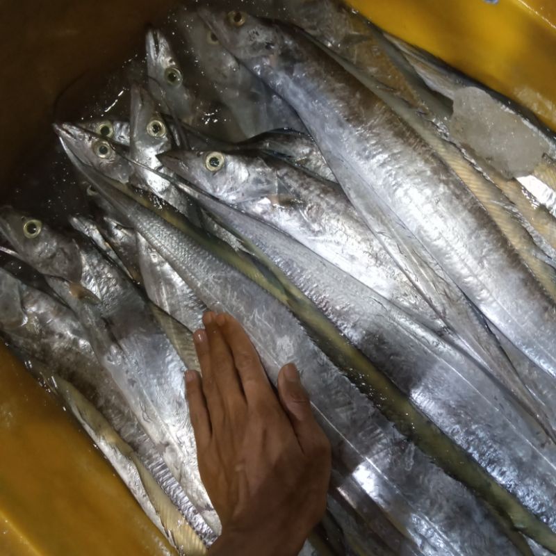 

Ikan Layur Segar 1 Kg