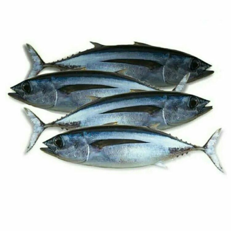 

Ikan Tongkol 1 kg - Gerobak Sayur Palembang