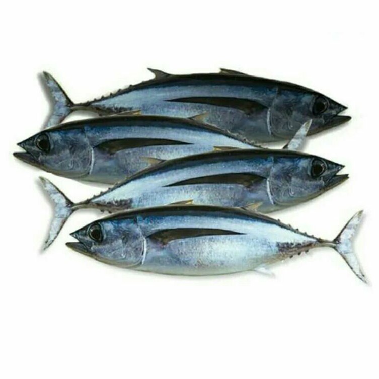 Jual Ikan Tongkol 1 Kg Gerobak Sayur Palembang Shopee Indonesia