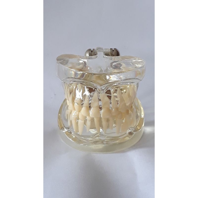 Dental Model Anak/ Phantom Gigi/ Study Model/ Typodont