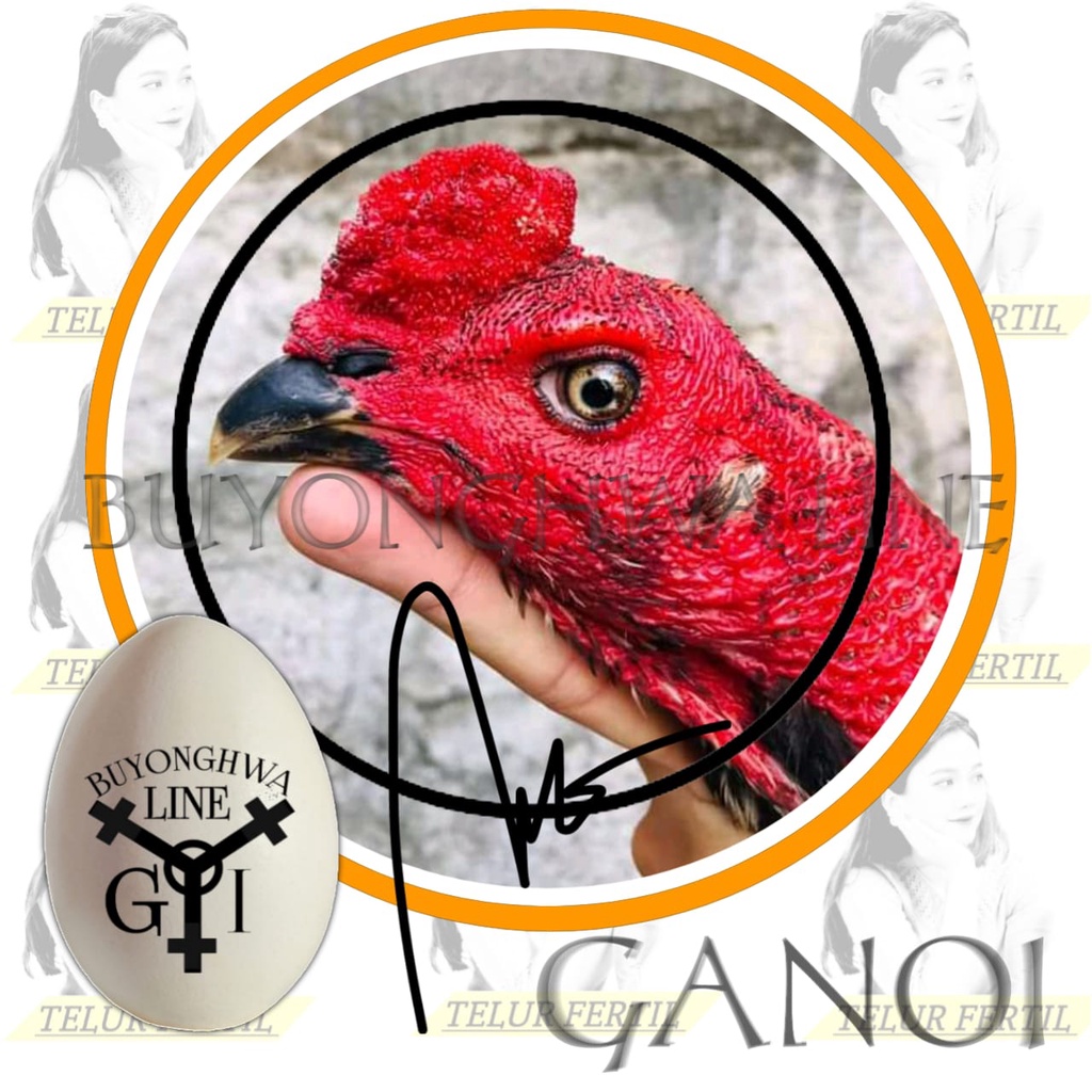 GANOI ayam bangkok laga aduan mix pakhoy super line blackbull telur fertil perbutir