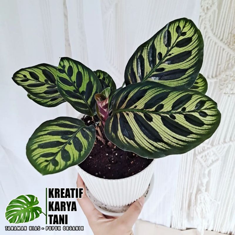 Calathea Makoyana - Tanaman hias calathea makoyana - Kalatea Makoyana