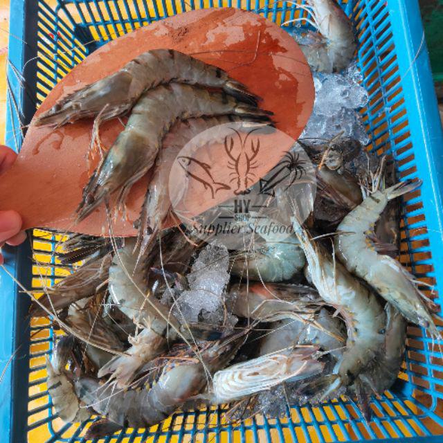 Udang Pancet Kecil Shopee Indonesia