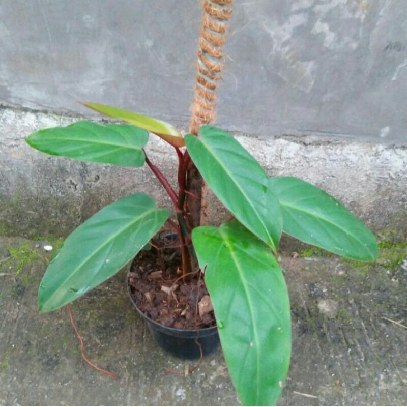 Pohon Hias Black kardinal Lokal