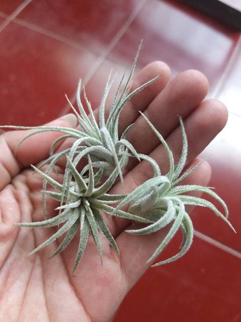 Tillandsia Rubra Druid Houston Fuego