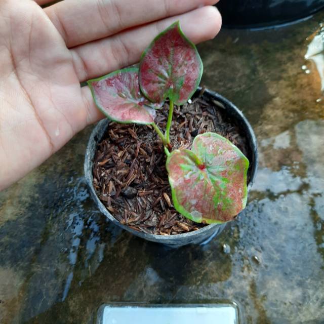 Red Stardust Bibit Caladium Red Stardust Keladi Kualitas Super Bagus Umbi Keladi Shopee Indonesia