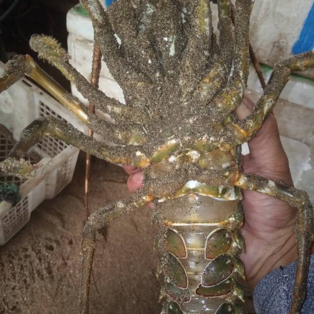 Lobster hidup SPB pasir size 210-300gram