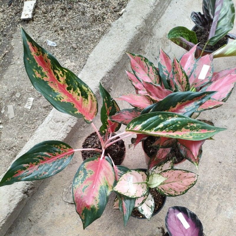 aglonema pink Yulia, kocin cameleon,red Garuda