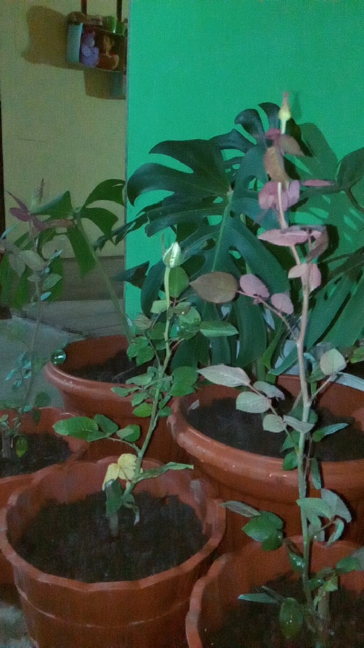 Tanaman Hias Mawar Tanpa Duri