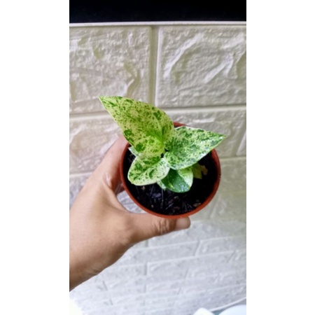 Anthurium hokeri polkadot