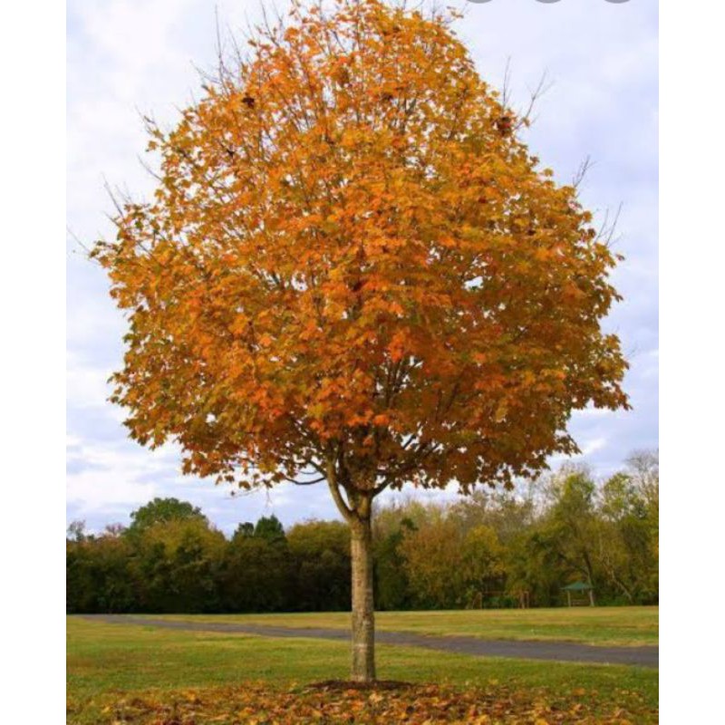 Benih Biji Pohon Japanese Maple yellow