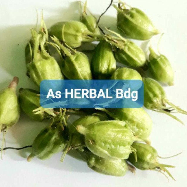 

Buah kitolod buah bunga kitolod segar isi 100 butir petik langsung