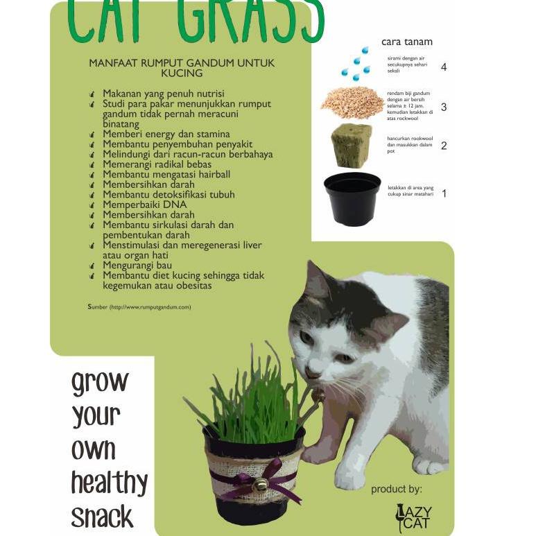 Best Product L6GC7 catgrass cat grass growing kit/ paket pot + 