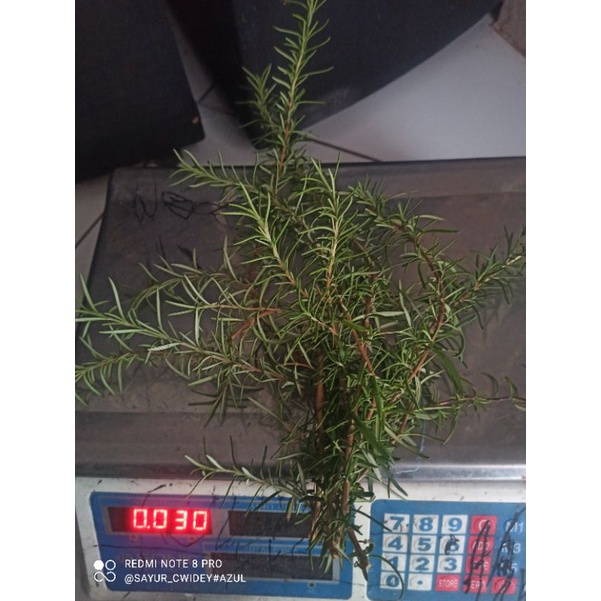 

Nafariz724 Rosemerry 50 Grm