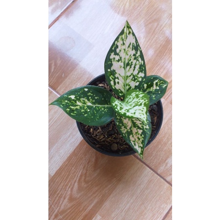 Aglaonema Ruby Orange