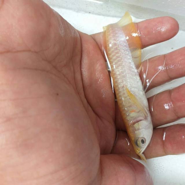 Ikan Arwana Silver Brazil Albino uk 12