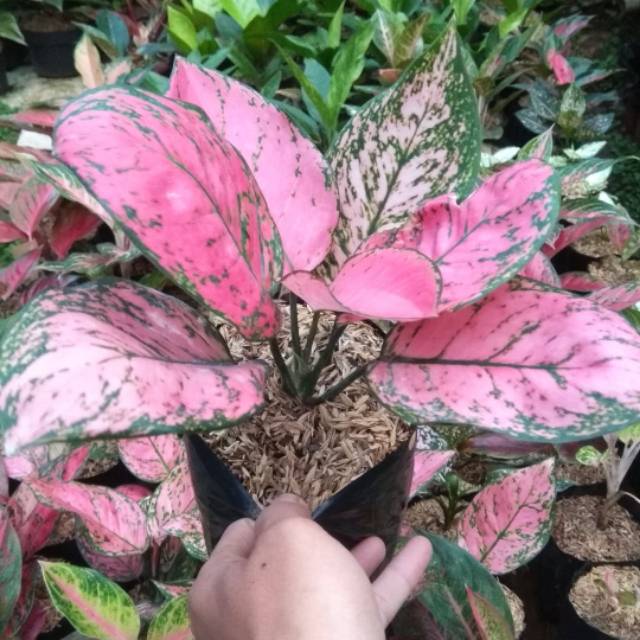 Tanaman Hias Aglonema Lady Valentine - Aglonema Valentine