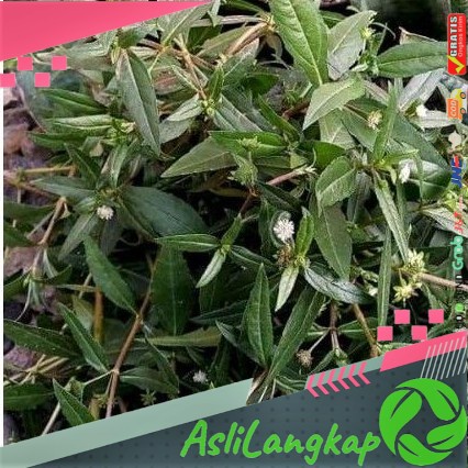 

TERBARU DAUN ORANG ARING