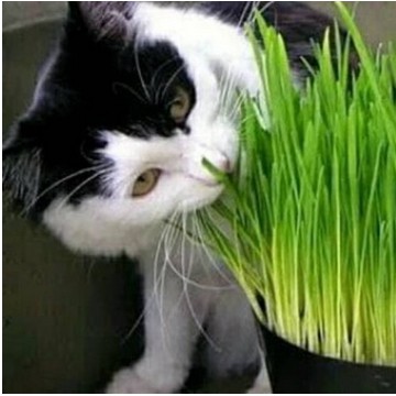 BENIH/BIBIT RUMPUT KUCING/CAT DRASS/WHEATGRASS/ANTI HAIRBALL/DETOKSINASI