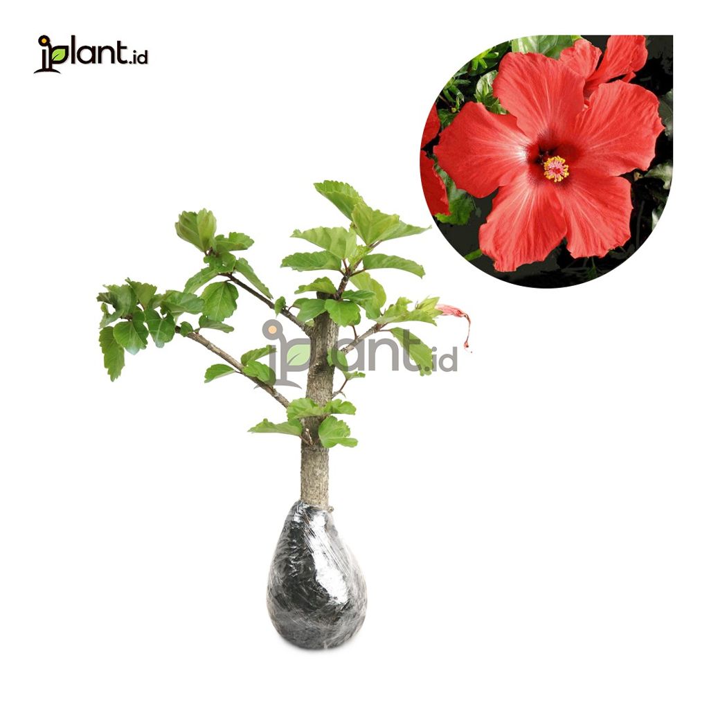 Hibiscus Bangkok Merah