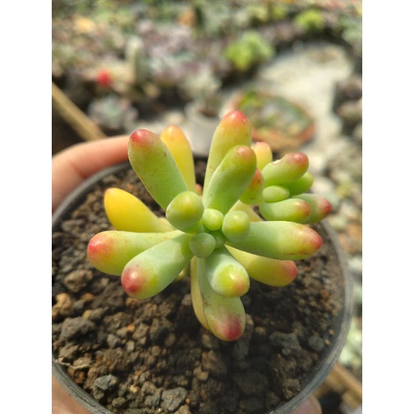 

sedum pachypilum banana