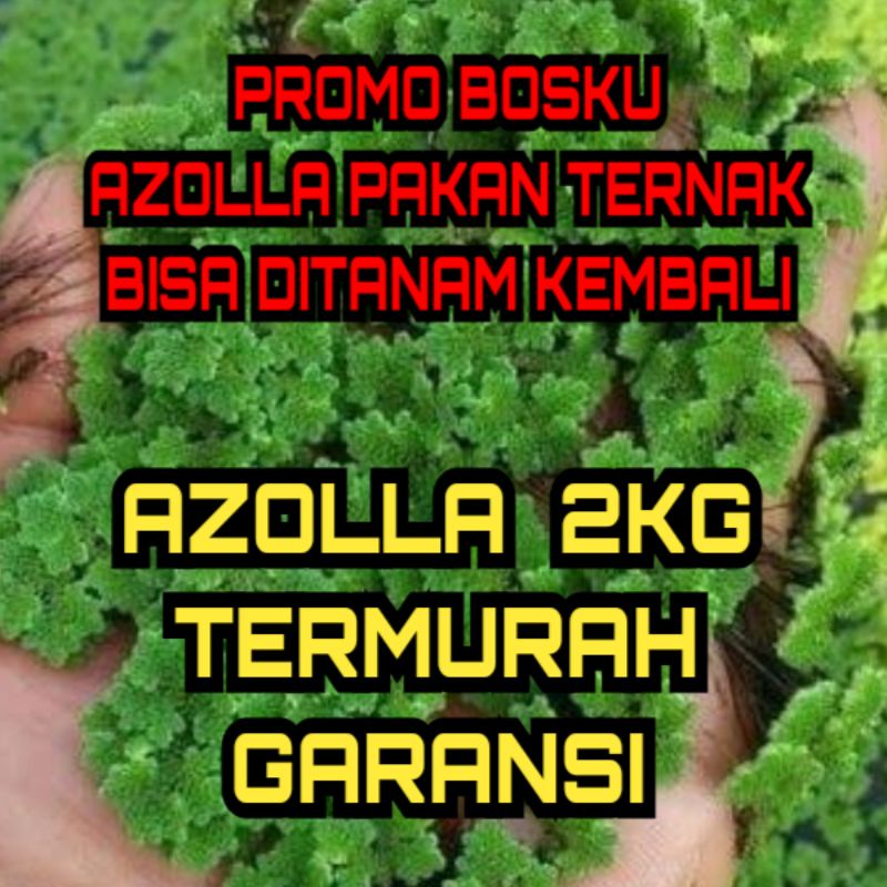 Azola Azolla Microphylla