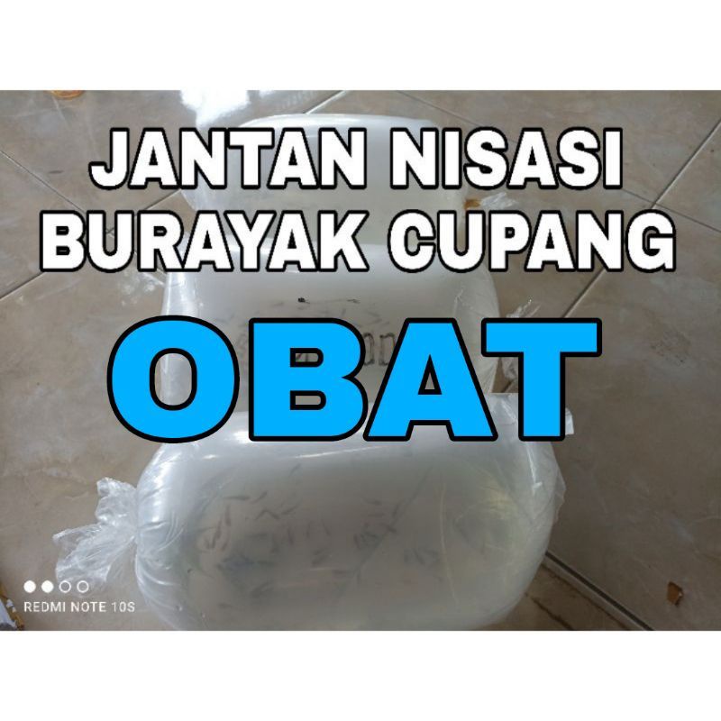 JANTANISASI BURAYAK IKAN CUPANG/GUPPY PALING TOPCER