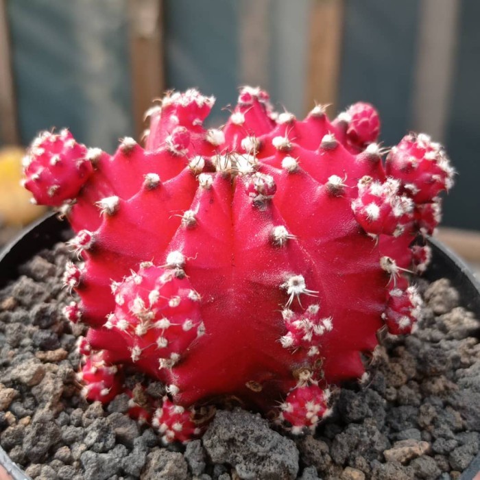 gymnocalycium super red korea KAKTUS SUKULEN TANAMAN HIAS