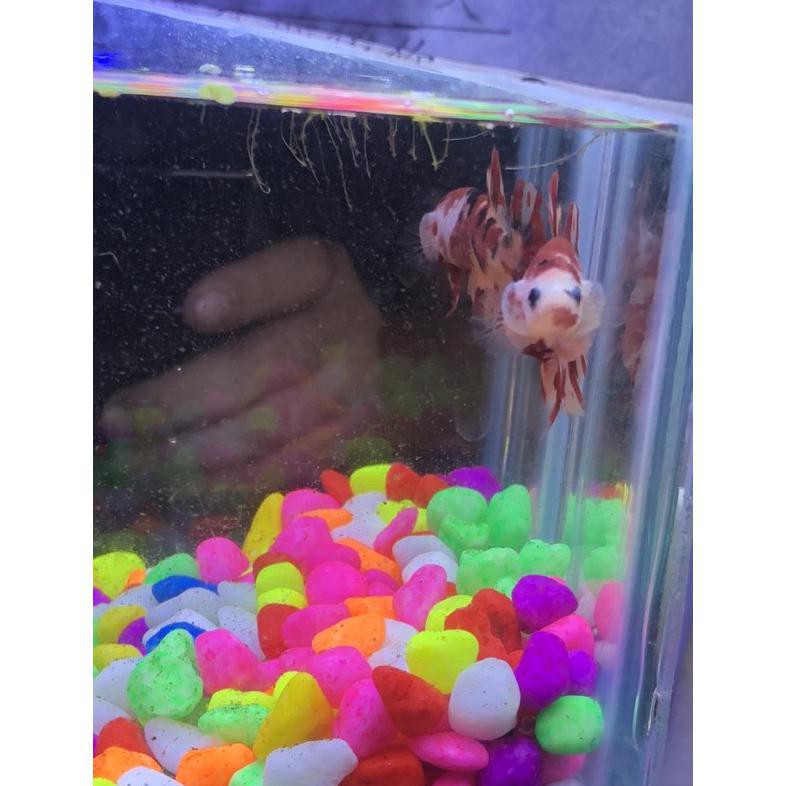 Terbaru Ikan Cupang Hias Nemo Koi Galaksi T06