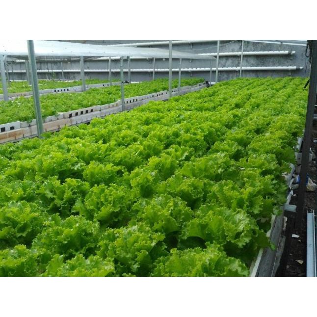 ❀ Hidroponik AB MIX 5 Liter ☂