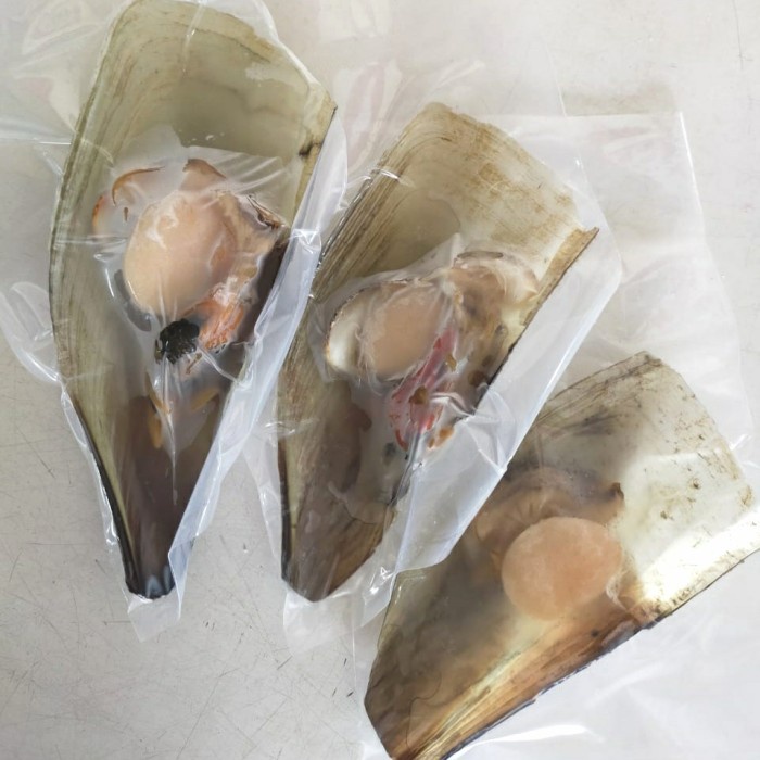 

kerang kampak cangkang sebelah