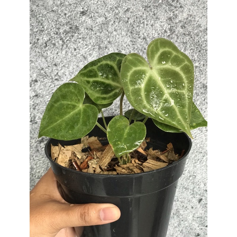 Anthurium Clarinervium Tarantula