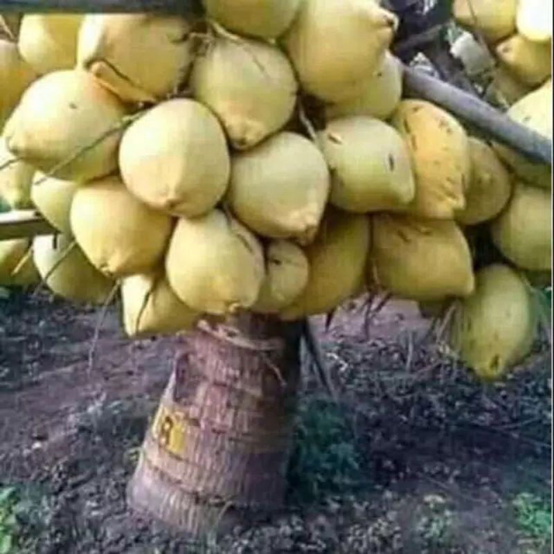 bibit kelapa hibrida kuning // kelapa hibrida kuning genjah Unggul