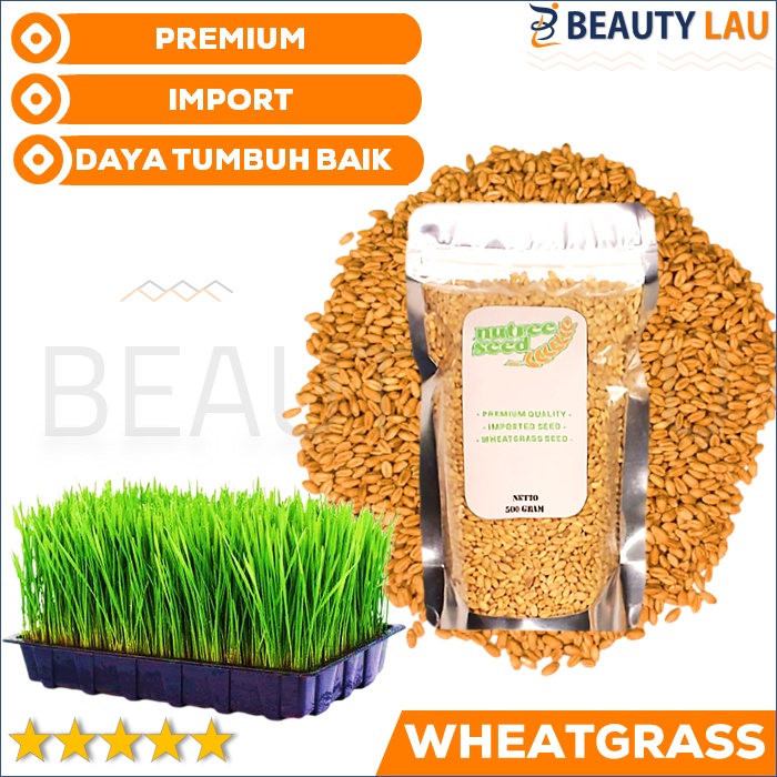 BENIH WHEATGRASS 500GR BIBIT RUMPUT GANDUM BIJI CAT GRASS MICROGREEN SEED BIJI WHEAT GRASS MURAH