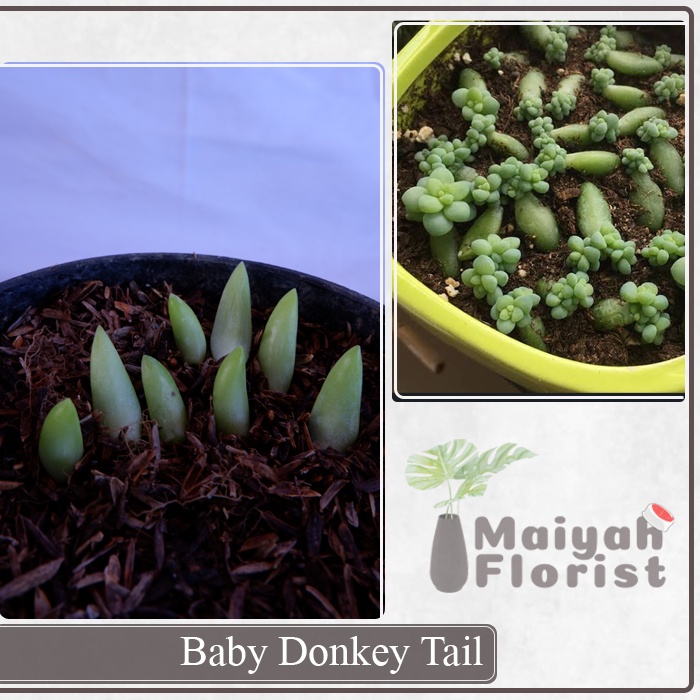 Baby Donkey Tail (Benih Donkey Tail) - 1 pcs isi 5