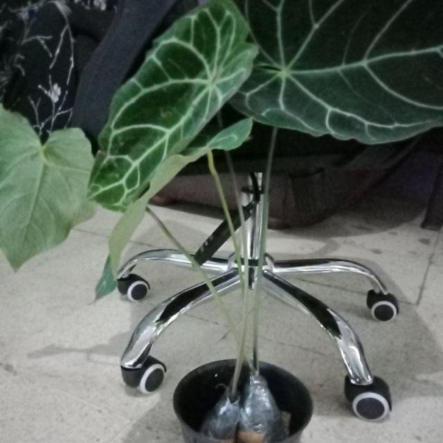 Tanaman Hias Keladi Anturium Kuping Gajah