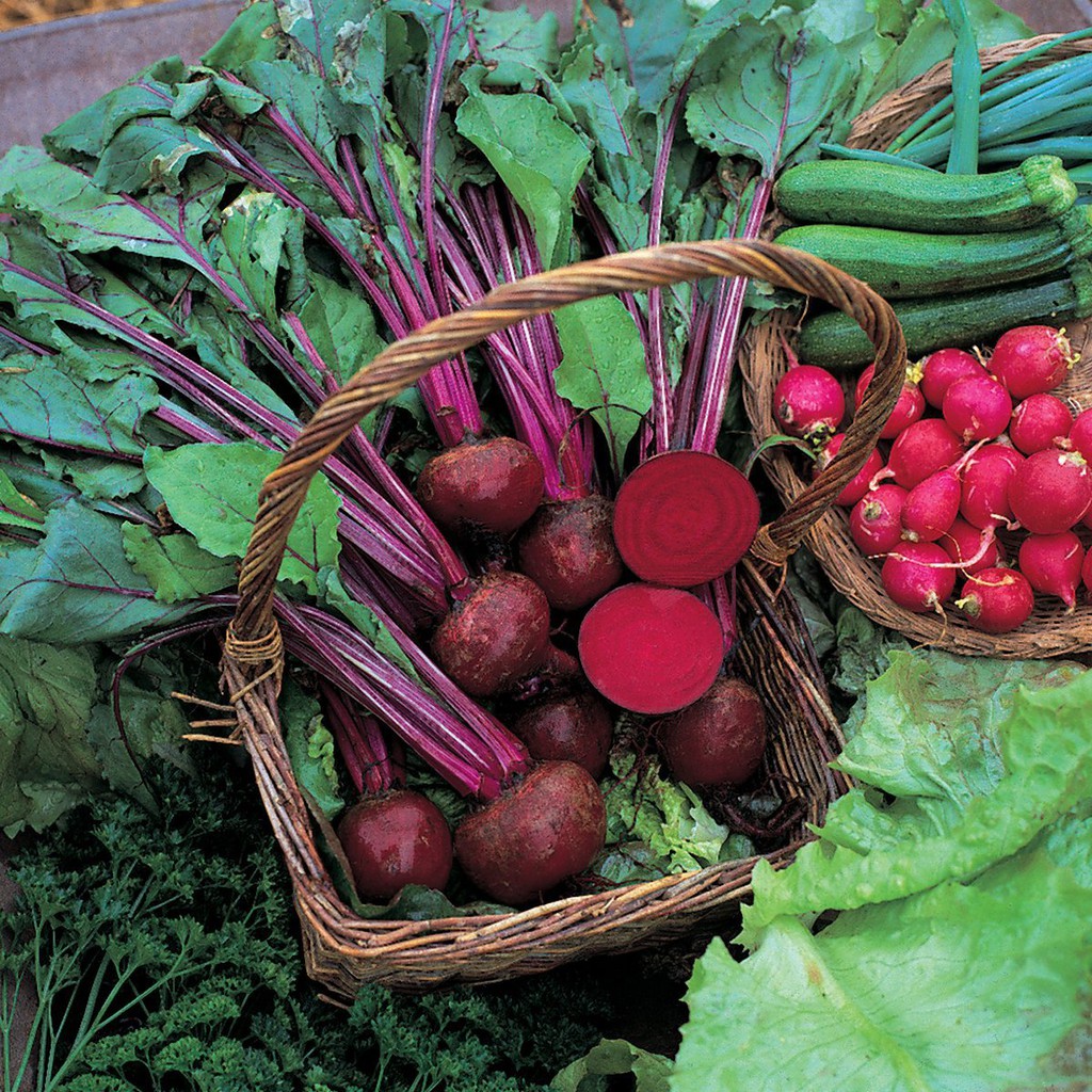 Benih Bibit Biji - Beetroot Boltardy Buah Bit Merah Beet Seeds - IMPORT